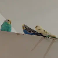 ۳عدد مرغ عشق