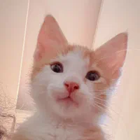 گربه نارنجی نر