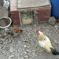 حیوان مزرع خروس|حیوانات مزرعه|رودبار, |دیوار