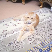 گربه پرشین پشمالو خشکل نر