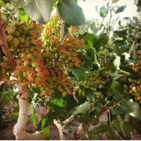 زمین باغی پسته