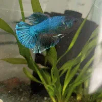 ماهی فایتر ماده ، فایتر نر