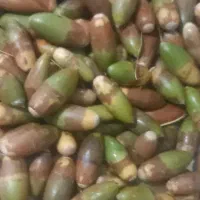 بلوط مخصوص دام