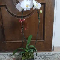 گلدان ارکیده طبیعی