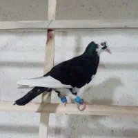 کبوتر مفت