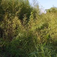 بامبو خیزران نهال با ریشه قالبی