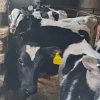 گوساله نرهلشتاین صنعتی