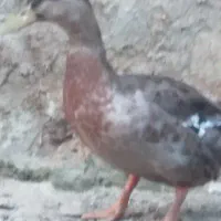 اردک ماده میخوام باقیمت مناسب