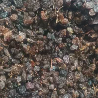 کشمش مویز انجیر ضایعات