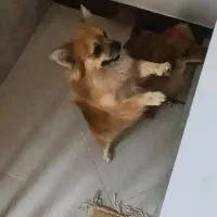 پامرین نروماده توله|سگ|مبارکه, |دیوار