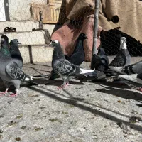 9تا کبوتر|پرنده|بم, |دیوار