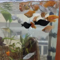 ماهی|ماهی|سیرجان, |دیوار