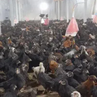 جوجه مرغ رسمی و جوجه مرغ دورگ گلپایگانی