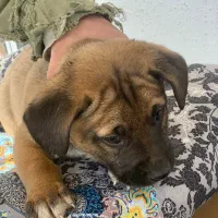 توله پیتکورسو نر و ماده|سگ|تهران, هلال احمر|دیوار