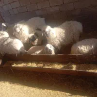 7تا گوسفند چاق قیمت هر گوسفند 18میلیون