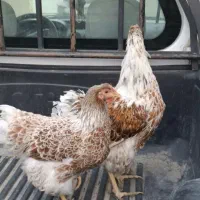 مرغ و خروس ویاندوت اورنج آمریکایی|حیوانات مزرعه|چاه ورز, |دیوار