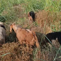 بیگ  سرحال و خوش خراک بدون هیچ مشگلی