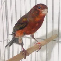 قناری سرخ سوخته سو قدیم ، سهره ، قناری رسمی بلند