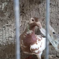 جفت میلیمنز
