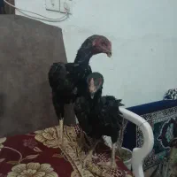 دو عدد جوجه لاری|حیوانات مزرعه|کرمانشاه, |دیوار