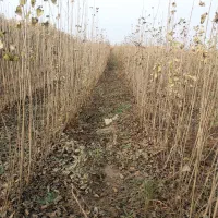 نهال صنوبر نیگرا|خدمات باغبانی و درختکاری|قشلاق دشت, |دیوار