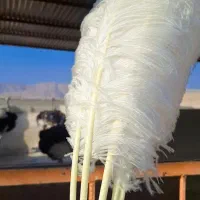 شاهپر شترمرغ مخصوص علم
