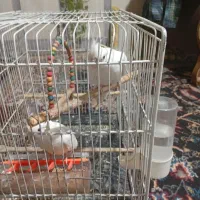 پرنده فروشی|پرنده|تربتحیدریه, حیدرآباد|دیوار