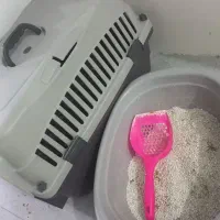 گربه خانگی|گربه|مشهد, فدک|دیوار