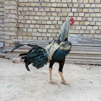 خروس لاری 11 ماهه