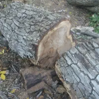 خرید وفروش چوب گردو|خدمات باغبانی و درختکاری|فردیس, سرحدی|دیوار