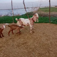 بزافغانی اصل|حیوانات مزرعه|شوشتر, |دیوار