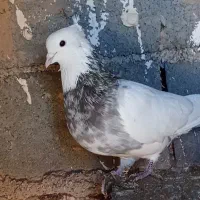 طوقی هفت.رنگ‌نر‌دیوانه‌به‌شرط‌برش‌جوجه