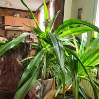 گل پاندانوس