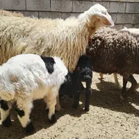میش و بره افشار و بومی