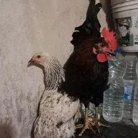 مرغ و خروس محلی