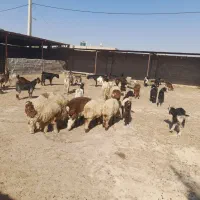 بره و کهره و بز|حیوانات مزرعه|بندر گناوه, |دیوار