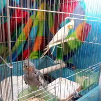 عروس هلندی نر و ماده