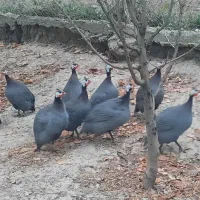 فروش مرغ شاخدار   نر و ماده