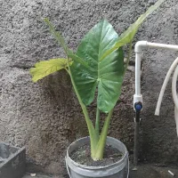 گل بابا آدم