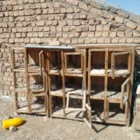 کفتر یا کبوتر|پرنده|قم, شهرک امام حسین|دیوار