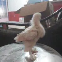 جوجه مرغ و خروس برهما|حیوانات مزرعه|رباطکریم, رباطکریم|دیوار