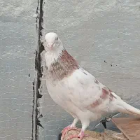 هما ماده عطیقه|پرنده|نکا, |دیوار