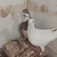 نرو ماده|پرنده|نیمروز, |دیوار