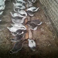 غاز
