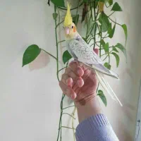 دریای عروس هلندی سخنگو نر ماده همه رنگ سنین دستی|پرنده|تهران, سلسبیل شمالی|دیوار