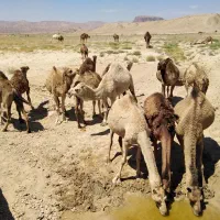 فروش شتر|حیوانات مزرعه|خور (فارس), |دیوار