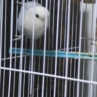 طوطی کوتوله  برزیلی ماده  آبی طوسی با قفس|پرنده|رشت, کوی مهر|دیوار