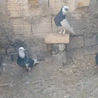 کفتریاکبوتر|پرنده|شیراز, ماه فیروزان|دیوار