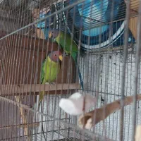طوطی ملنگو