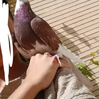 6 کفتر زیبا|پرنده|برخوار, |دیوار